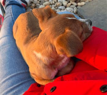 Enlarge Sutton, a Adoptable mixed breed in West Decatur, PA image 4/6