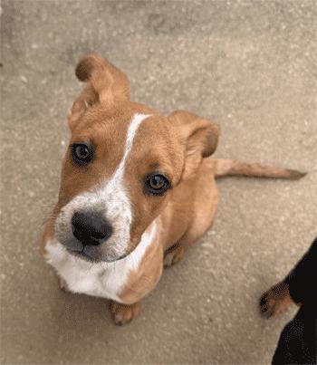 Enlarge Sutton, a Adoptable mixed breed in West Decatur, PA image 2/6