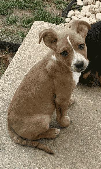 Enlarge Sutton, a Adoptable mixed breed in West Decatur, PA image 5/6