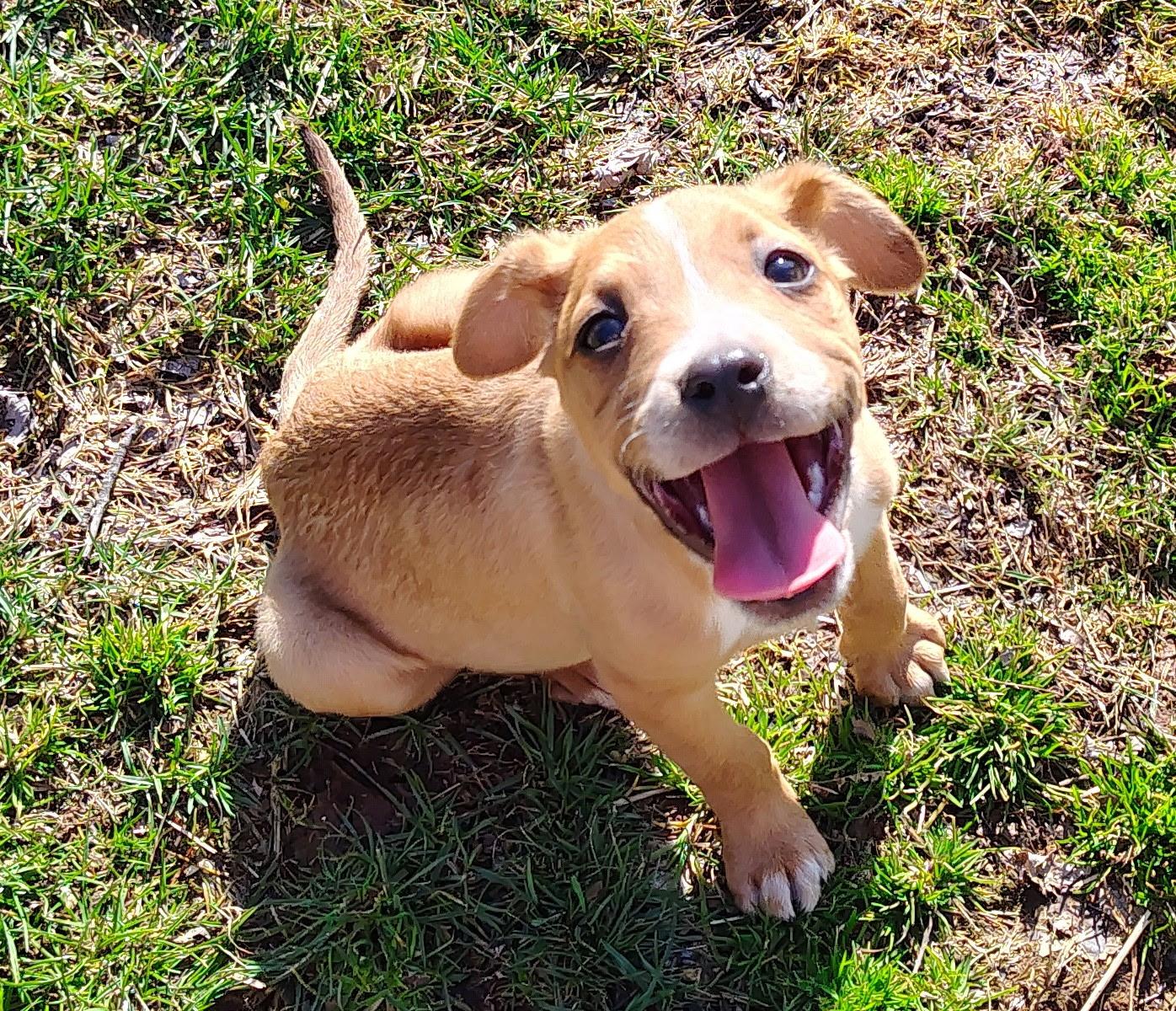 Sutton, Adoptable, Puppy Male Beagle & Fox Terrier.