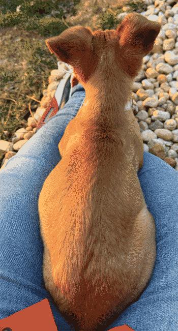 Enlarge Sutton, a Adoptable mixed breed in West Decatur, PA image 3/6