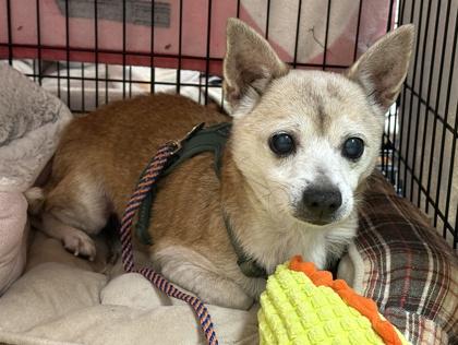 Chico — thumbnail 2