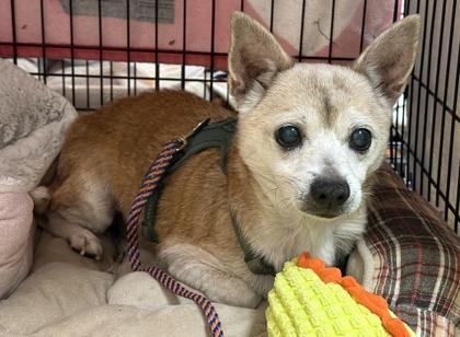 Chico — thumbnail 3