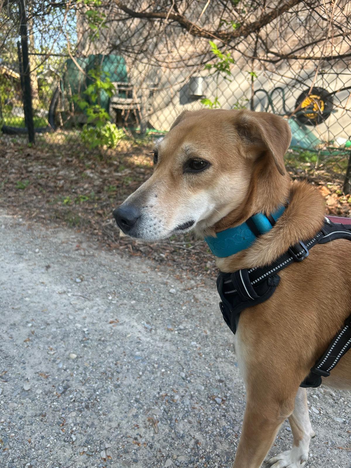 Rani, a Adoptable mixed breed in Waterloo, ON image 1/6