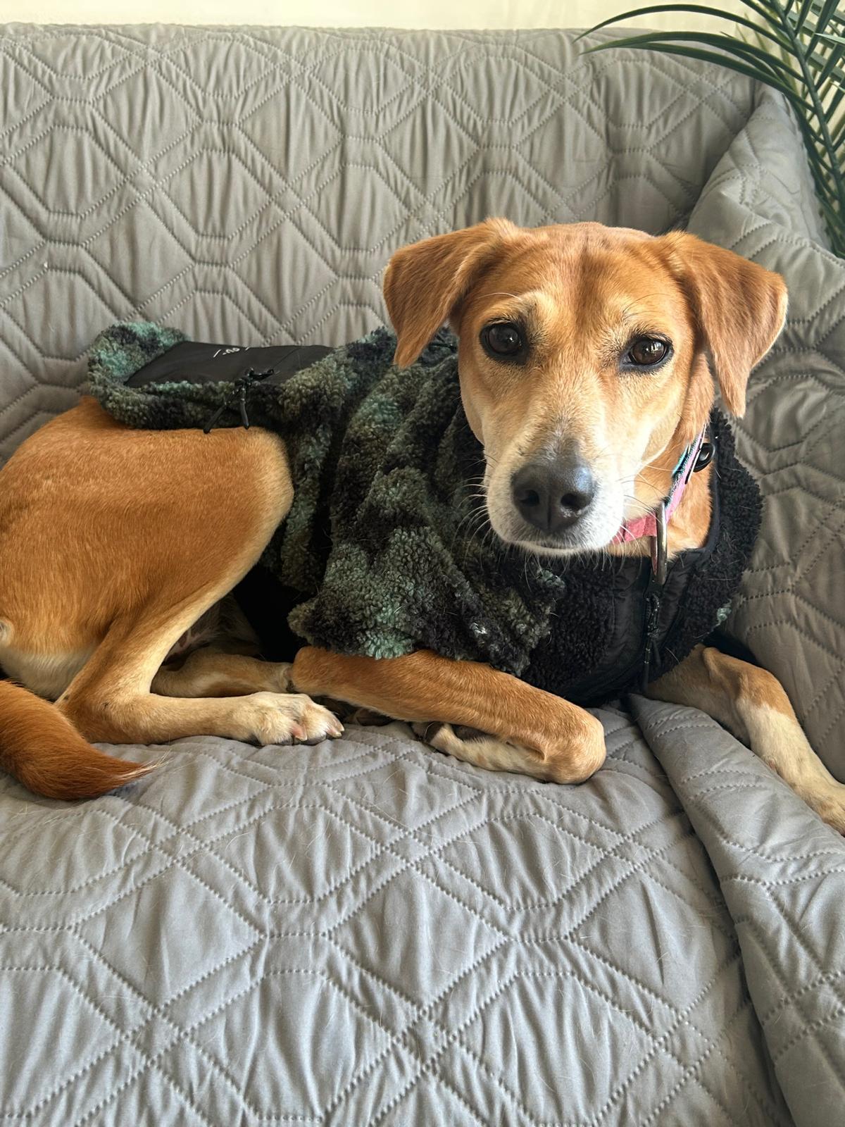 Rani, a Adoptable mixed breed in Waterloo, ON image 2/6