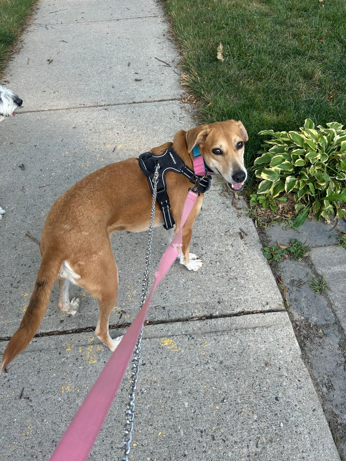 Rani, a Adoptable mixed breed in Waterloo, ON image 3/6