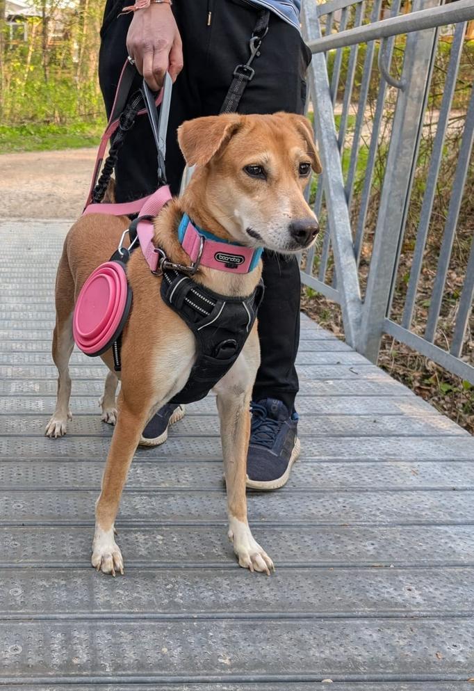 Rani, a Adoptable mixed breed in Waterloo, ON image 4/6