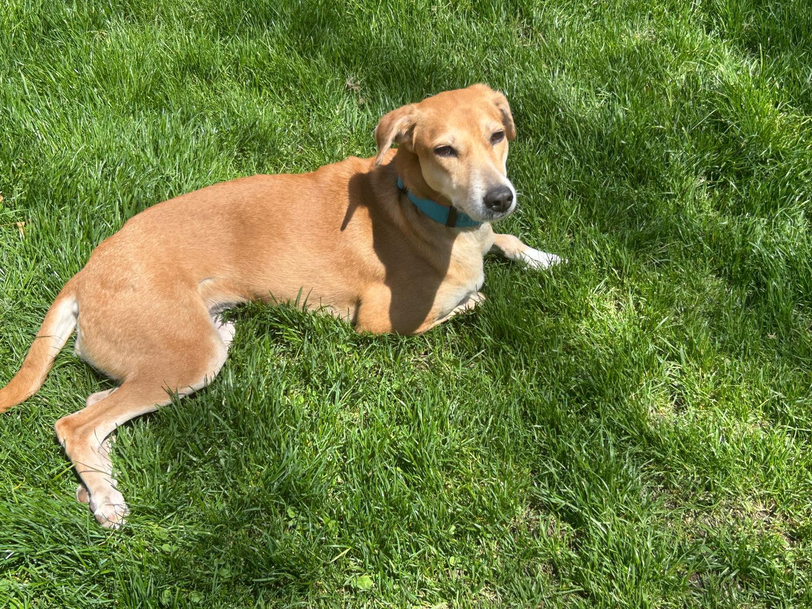 Rani, a Adoptable mixed breed in Waterloo, ON image 5/6