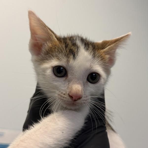 Enlarge Anya Taylor Joy, a Adoptable mixed breed in Escondido, CA image 1/1