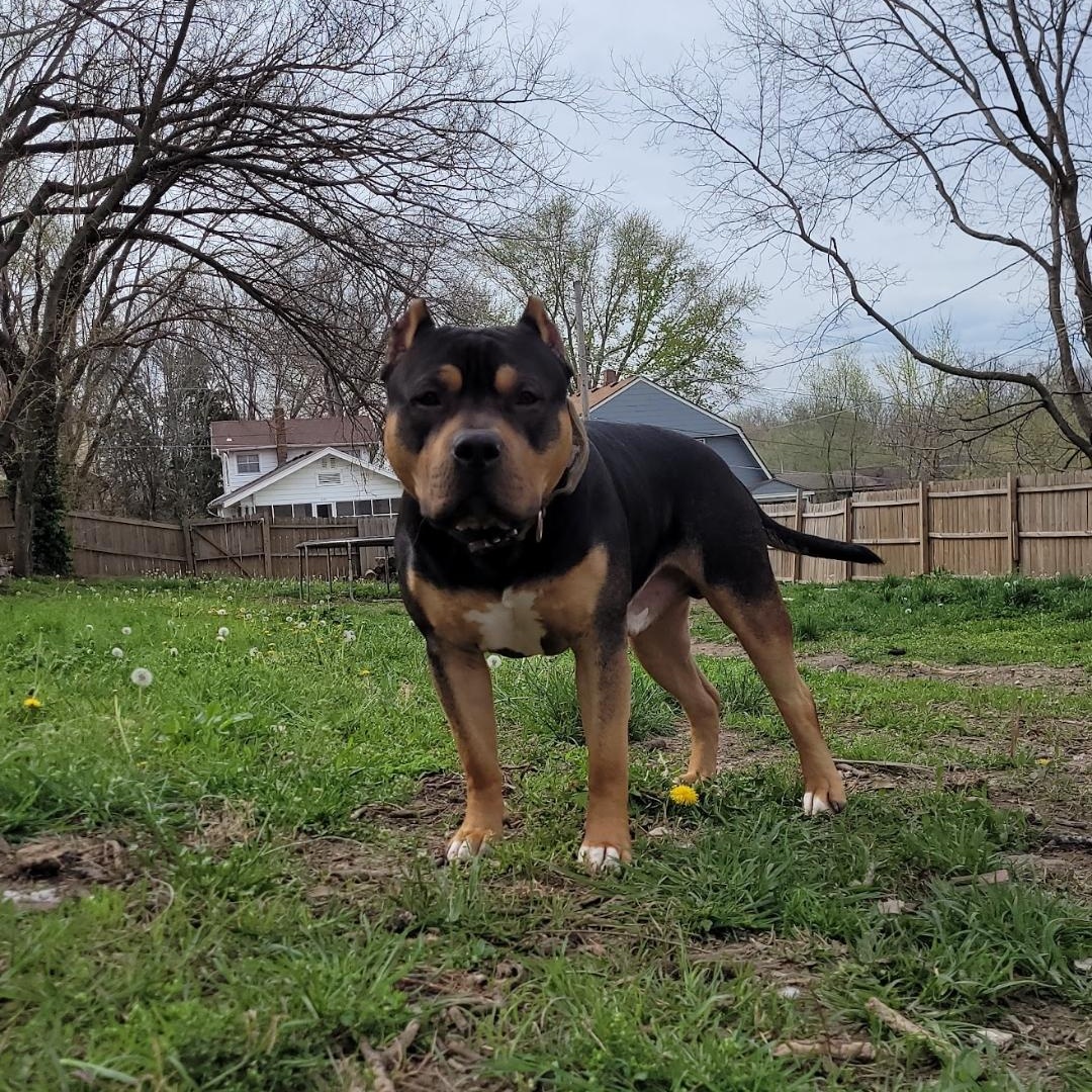 Gotham, ADOPTABLE, Adult Male American Bully.