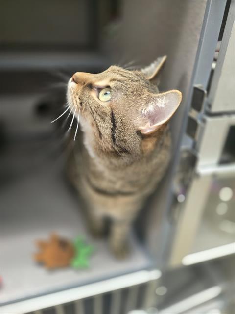 STARFIRE, Adoptable, Young Female Domestic Short Hair.