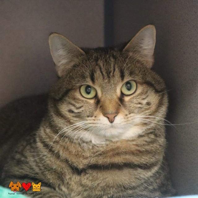 Enlarge STARFIRE, a Adoptable Domestic Short Hair in Aliquippa, PA image 1/1