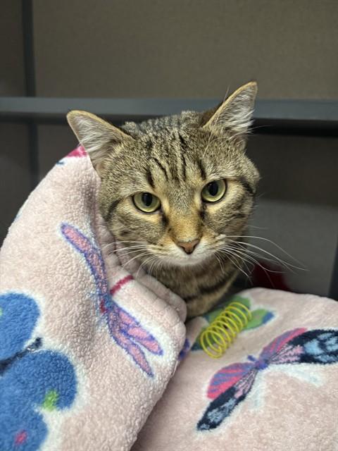 Enlarge STARFIRE, a Adoptable Domestic Short Hair in Aliquippa, PA image 1/1