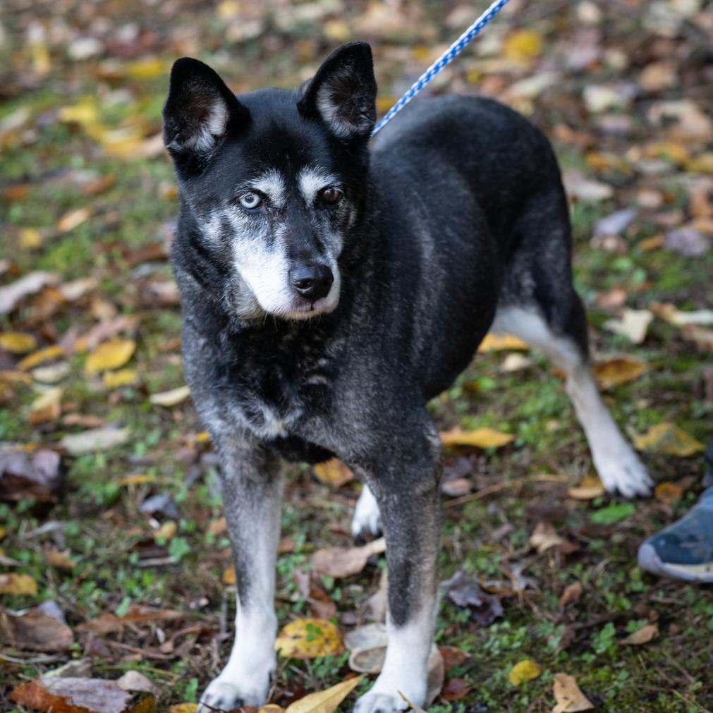 Enlarge STAR-30269, a Adoptable mixed breed in Bartlett, TN image 1/2