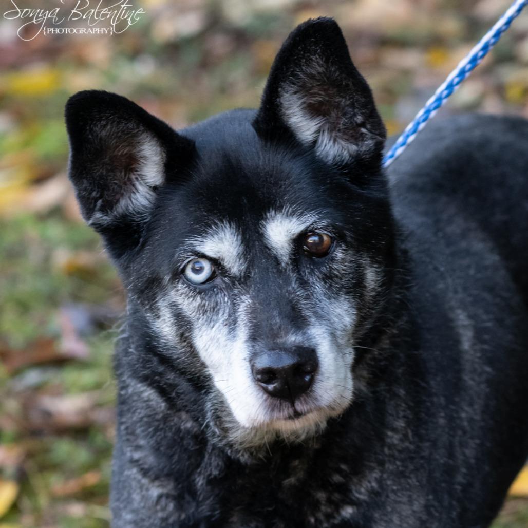 Enlarge STAR-30269, a Adoptable mixed breed in Bartlett, TN image 2/2