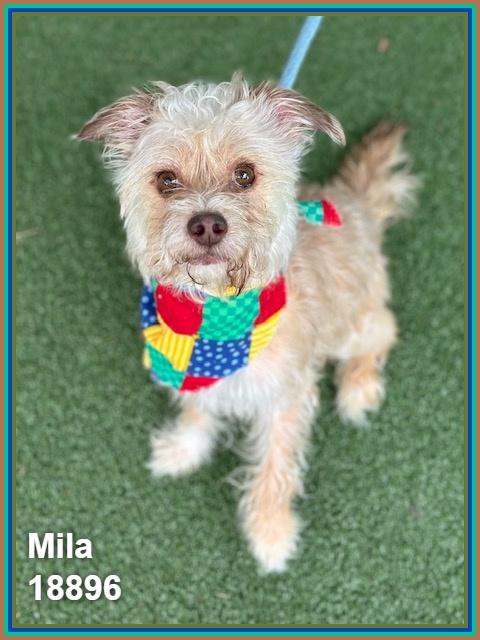 MILA, adopted, Adult Female Terrier & Yorkshire Terrier.