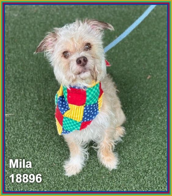 Enlarge MILA, an adopted mixed breed in Marietta, GA image 4/6