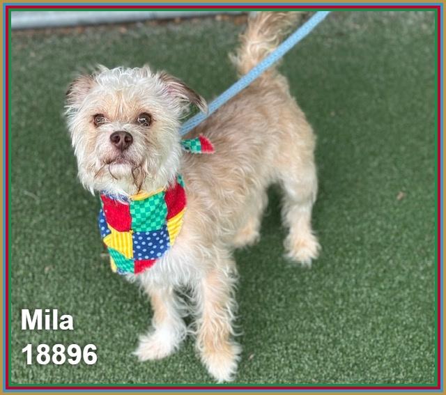 Enlarge MILA, an adopted mixed breed in Marietta, GA image 5/6