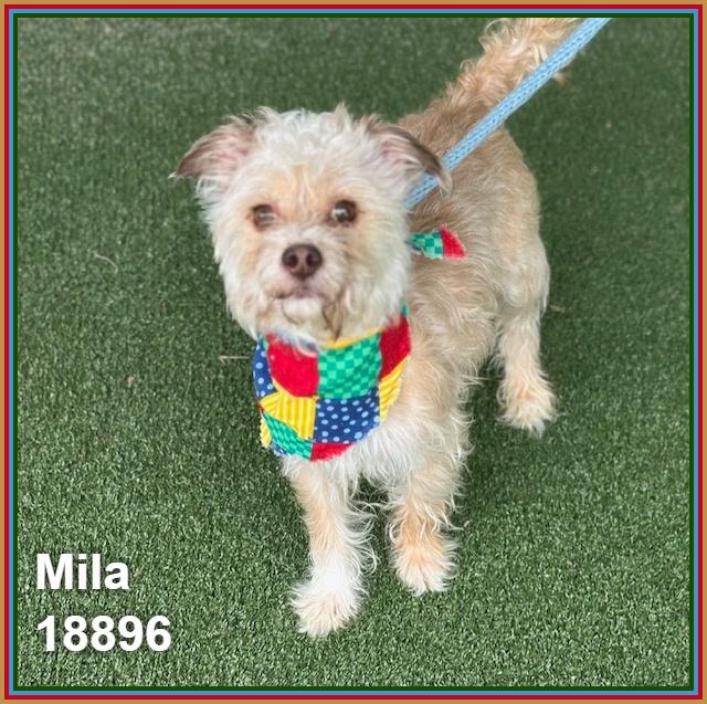 Enlarge MILA, an adopted mixed breed in Marietta, GA image 6/6