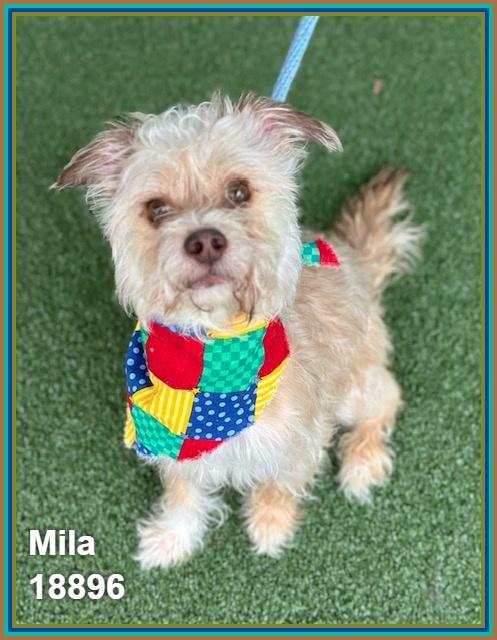 Enlarge MILA, an adopted mixed breed in Marietta, GA image 2/6