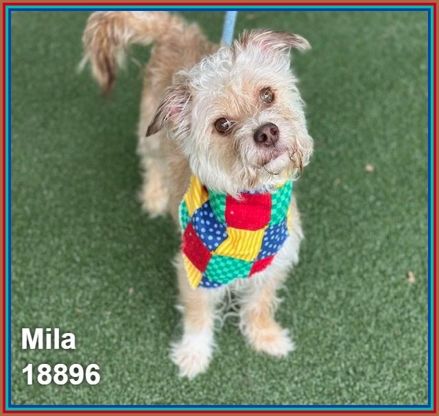 Enlarge MILA, an adopted mixed breed in Marietta, GA image 3/6