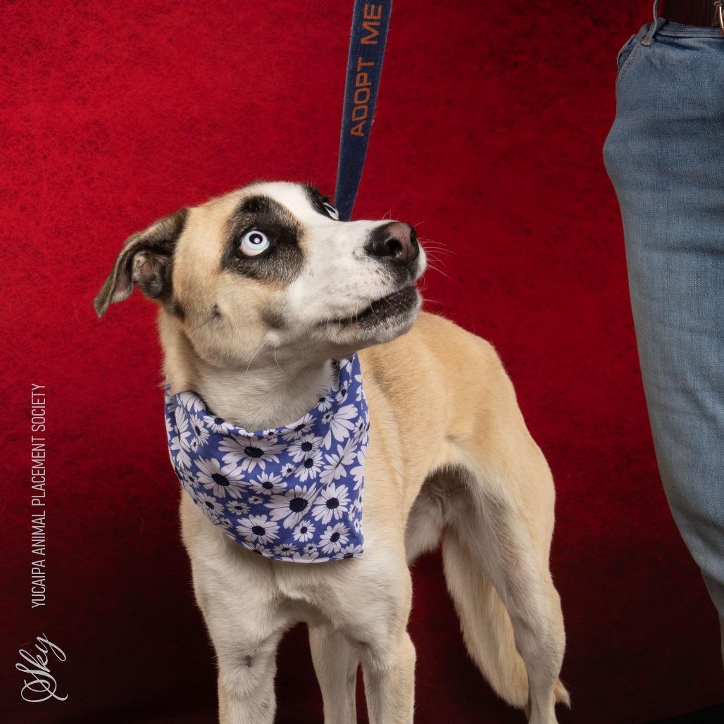 Sky, Adoptable, Adult Female Siberian Husky.
