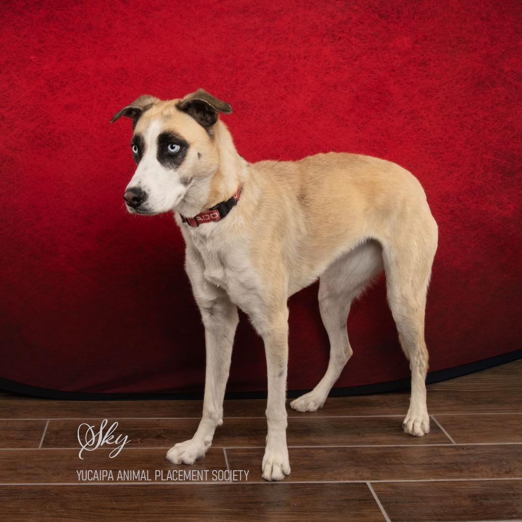 Enlarge Sky, a Adoptable Siberian Husky in Yucaipa, CA image 2/5