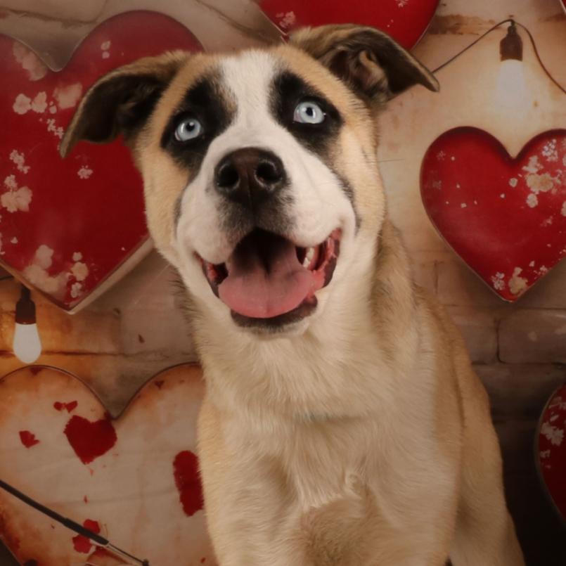 Enlarge Sky, a Adoptable Siberian Husky in Yucaipa, CA image 3/5