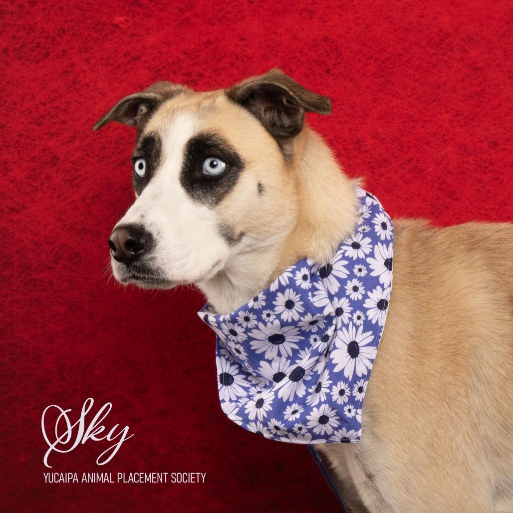 Enlarge Sky, a Adoptable Siberian Husky in Yucaipa, CA image 4/5