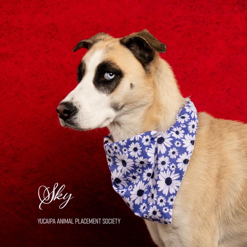 Enlarge Sky, a Adoptable Siberian Husky in Yucaipa, CA image 5/5