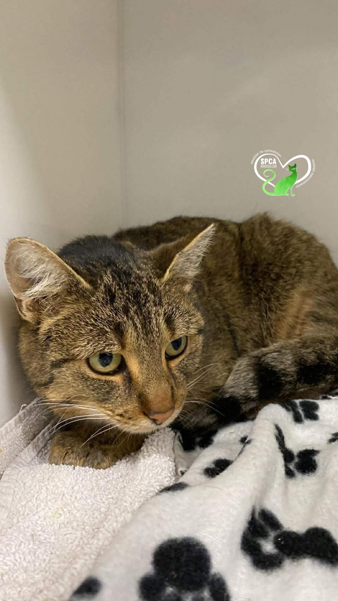 RUBY, ADOPTABLE, Senior Female Domestic Short Hair.