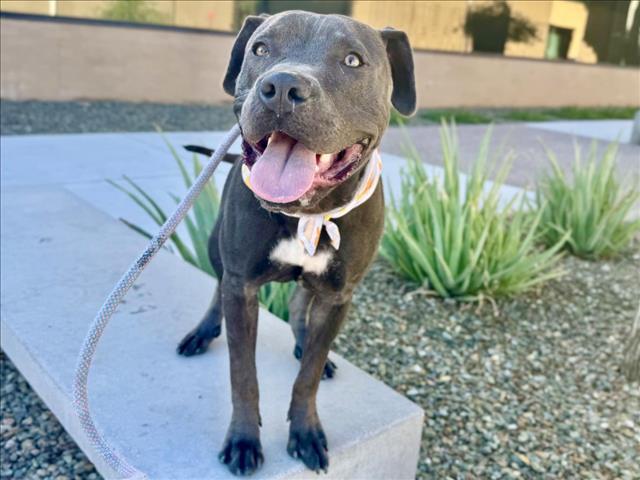 DIEGO, Adoptable, Young Male Pit Bull Terrier & Mixed Breed.