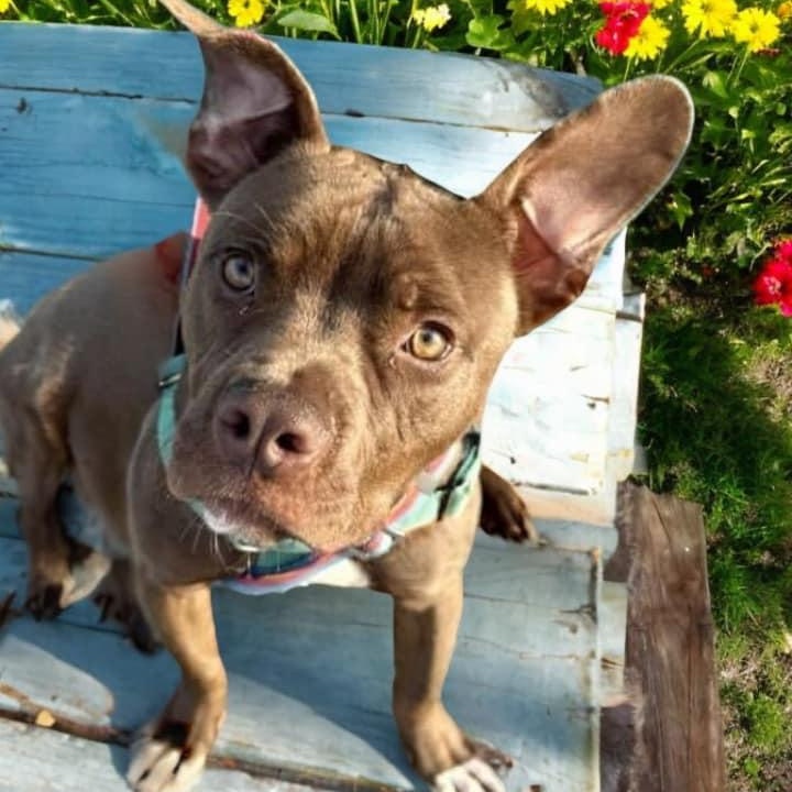 Honey Almond, Young Male Pit Bull Terrier