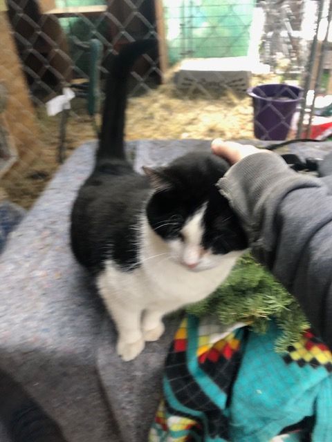 Kade - Indoor/outdoor, a Adoptable Domestic Short Hair in Eugene, OR image 1/6