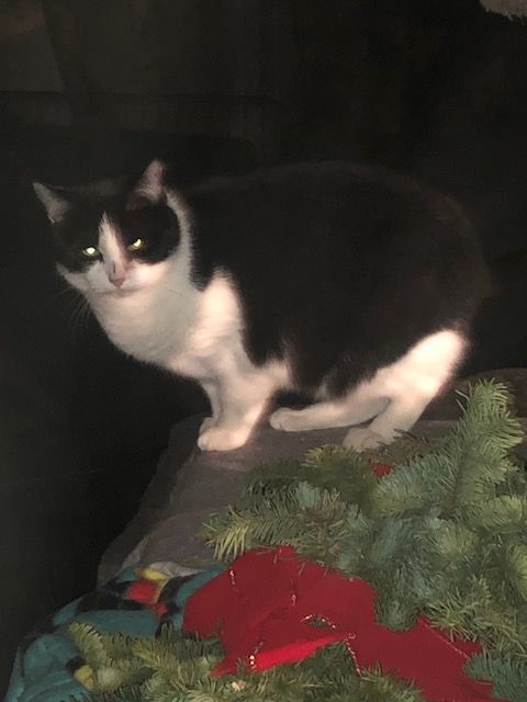 Kade - Indoor/outdoor, a Adoptable Domestic Short Hair in Eugene, OR image 2/6