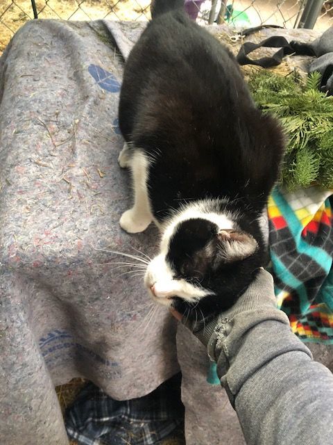 Kade - Indoor/outdoor, a Adoptable Domestic Short Hair in Eugene, OR image 3/6