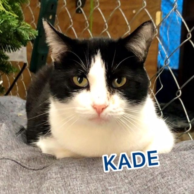 Kade - Indoor/outdoor, a Adoptable Domestic Short Hair in Eugene, OR image 4/6