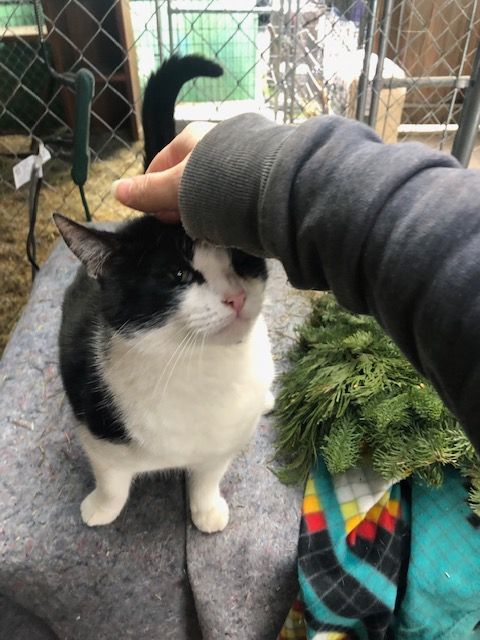 Kade - Indoor/outdoor, a Adoptable Domestic Short Hair in Eugene, OR image 5/6