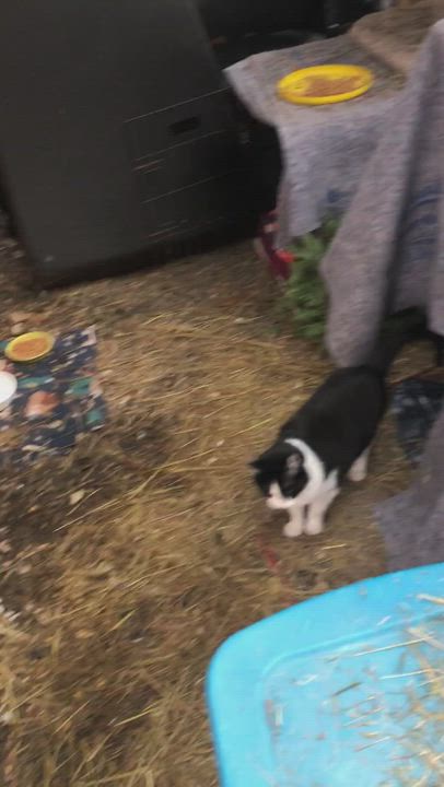 Enlarge Kade - Indoor/outdoor, a Adoptable Domestic Short Hair in Eugene, OR video 6/6