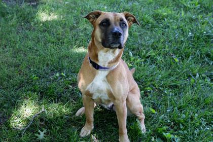 JuJu, a Adoptable mixed breed in Kansas City, MO image 1/3