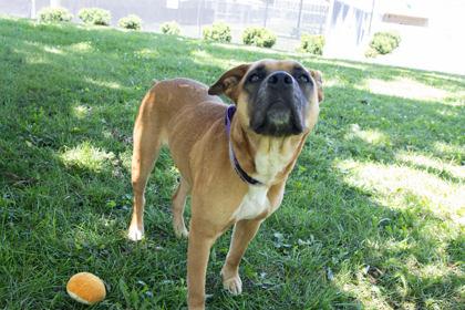 JuJu, a Adoptable mixed breed in Kansas City, MO image 2/3