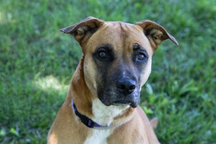 JuJu, a Adoptable mixed breed in Kansas City, MO image 3/3