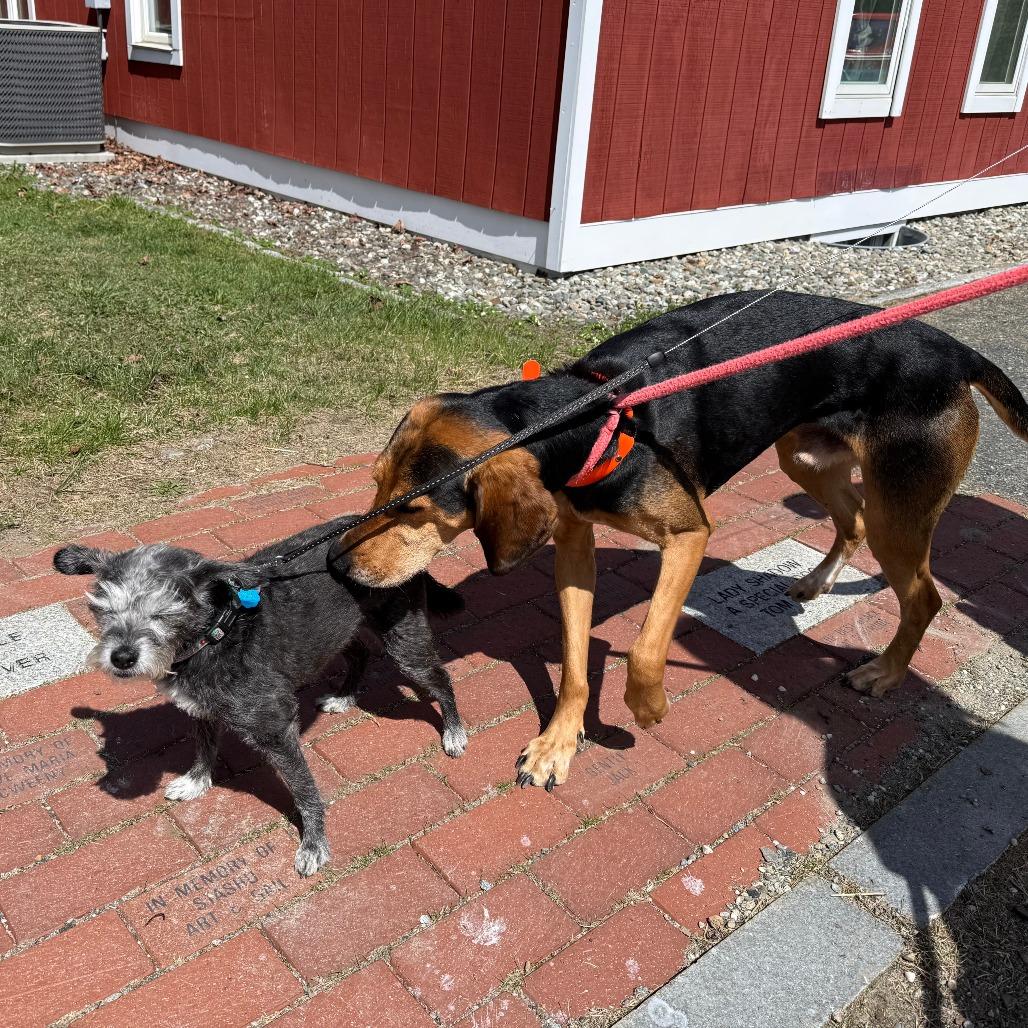 Enlarge Clutch, a Adoptable Black and Tan Coonhound in Morrisville, VT image 1/6