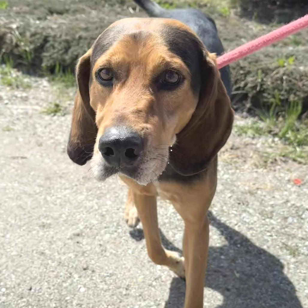 Enlarge Clutch, a Adoptable Black and Tan Coonhound in Morrisville, VT image 2/6