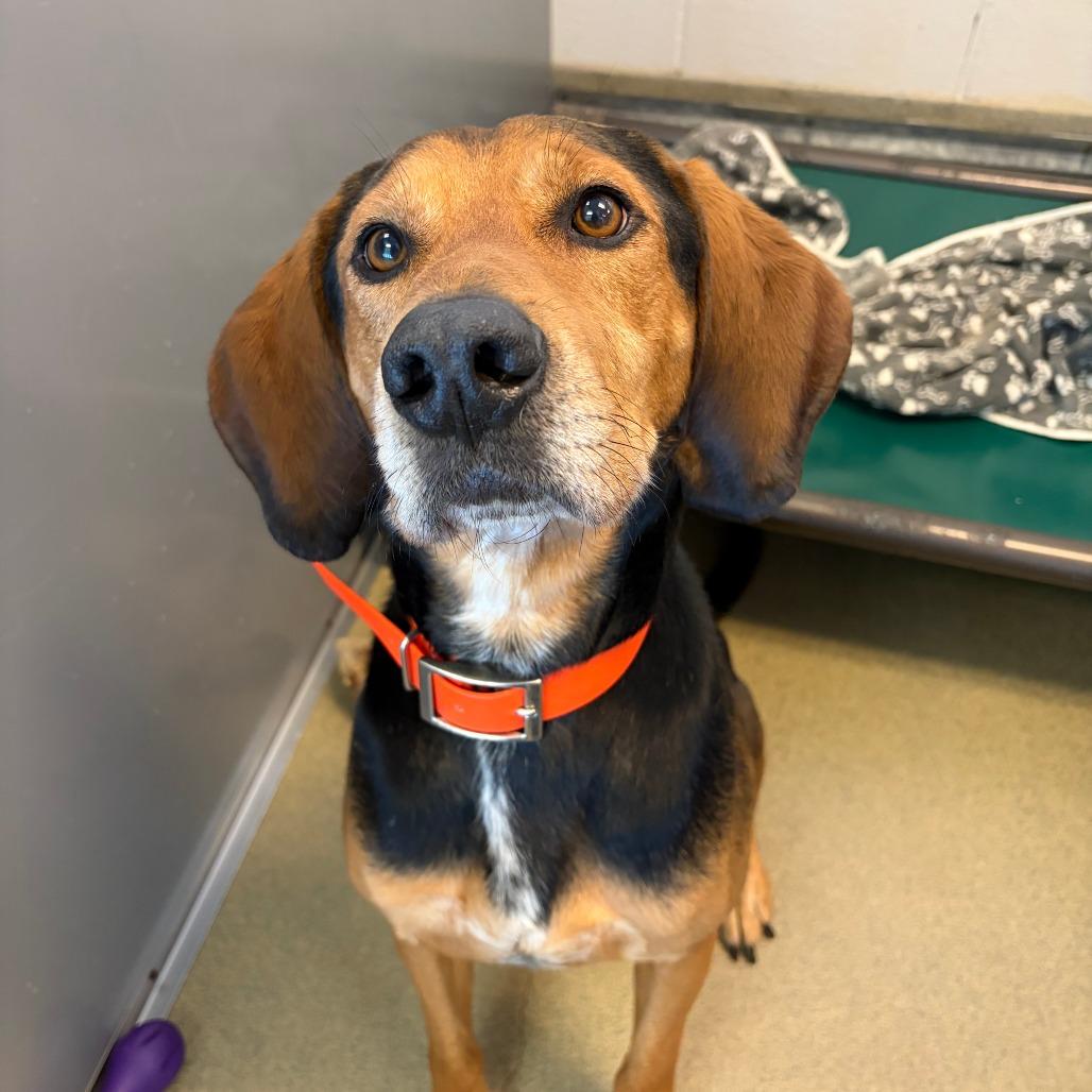 Enlarge Clutch, a Adoptable Black and Tan Coonhound in Morrisville, VT image 3/6