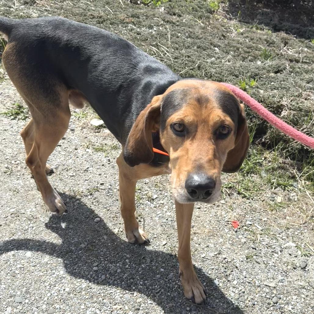 Enlarge Clutch, a Adoptable Black and Tan Coonhound in Morrisville, VT image 4/6
