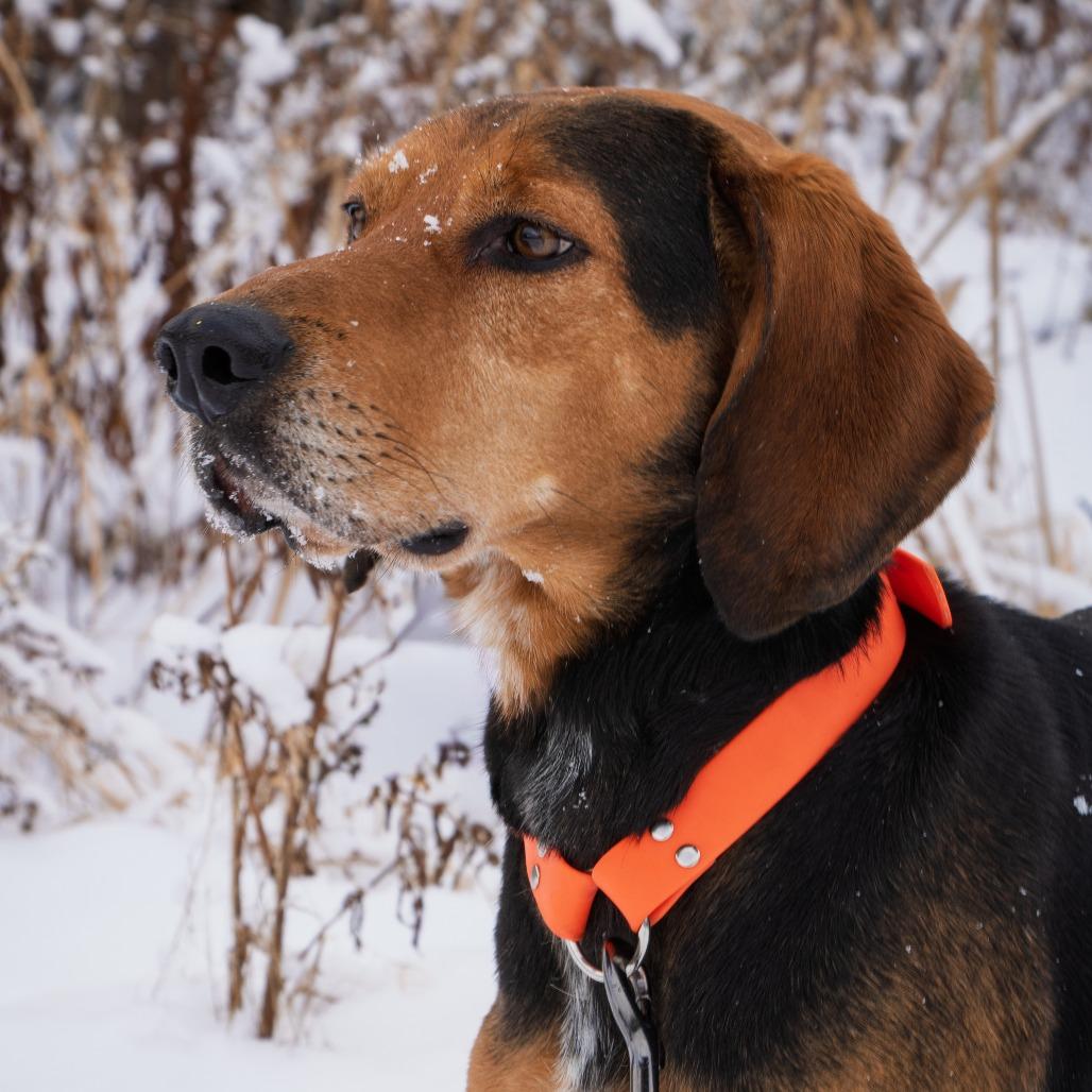 Enlarge Clutch, a Adoptable Black and Tan Coonhound in Morrisville, VT image 5/6