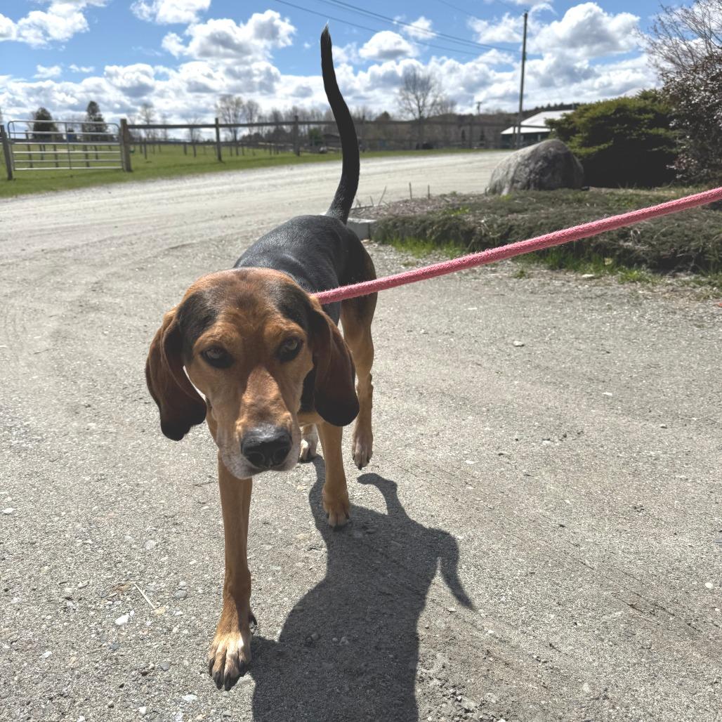 Enlarge Clutch, a Adoptable Black and Tan Coonhound in Morrisville, VT image 6/6
