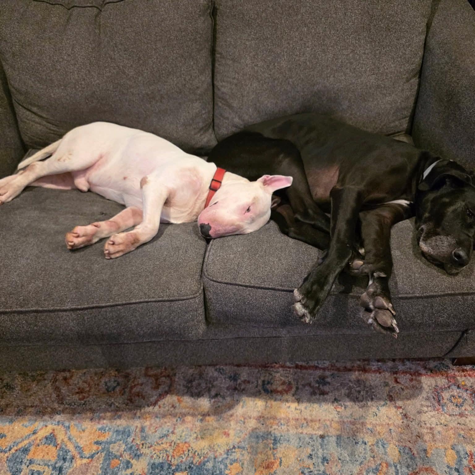 Enlarge Albert, a ADOPTABLE Bull Terrier in Houston, TX image 2/5