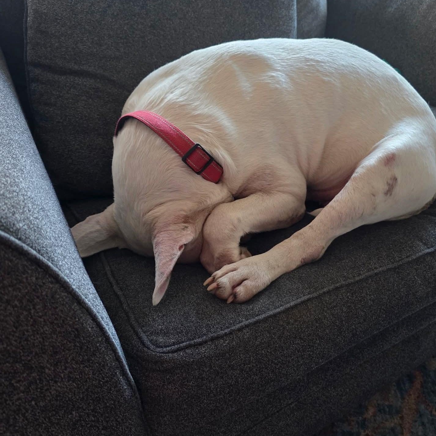 Enlarge Albert, a ADOPTABLE Bull Terrier in Houston, TX image 3/5
